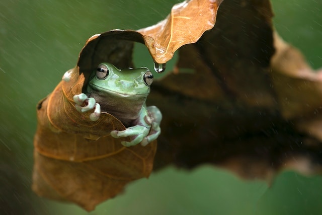 a frog wrap in a leaf