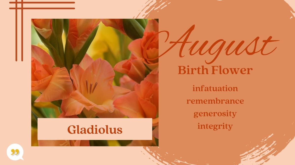 Gladiolus August Birth Month