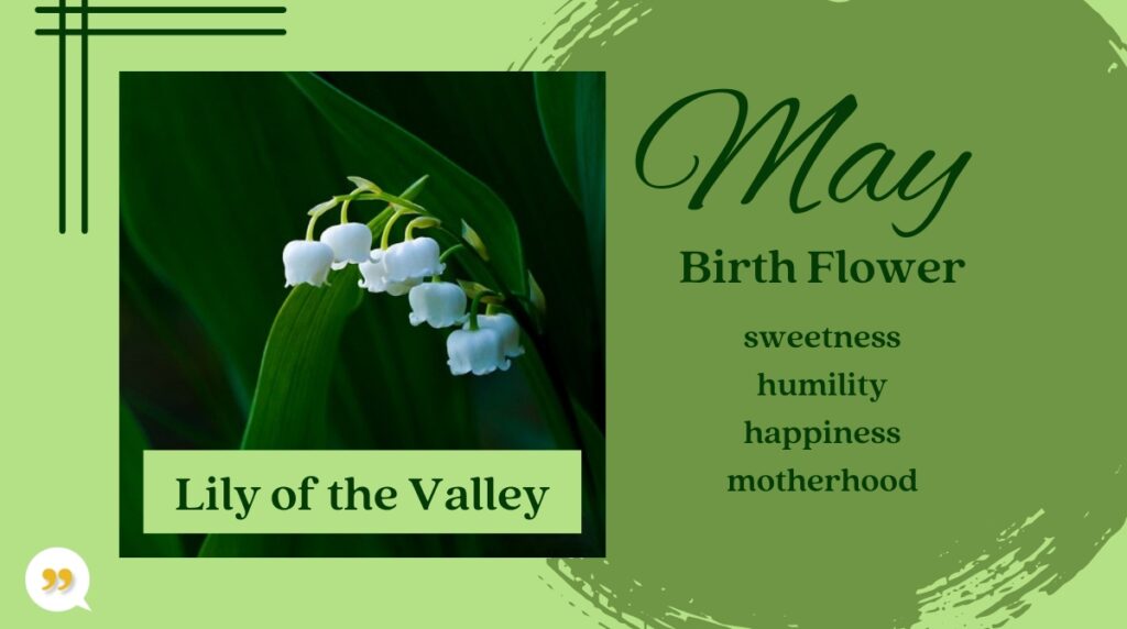 Birth Month Flowers and What They Mean (A Guide) - Symbol Sage