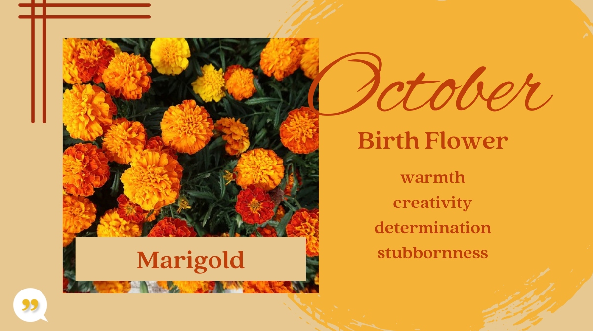Marigold October Birth Month