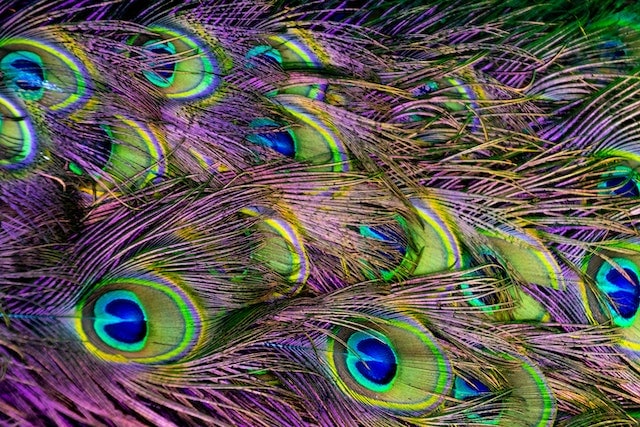peacock beauty