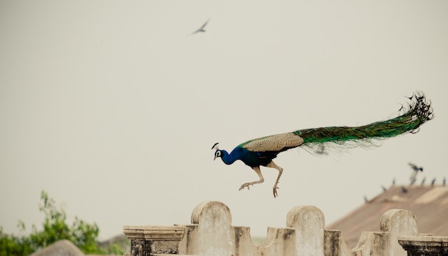 jumping peacock