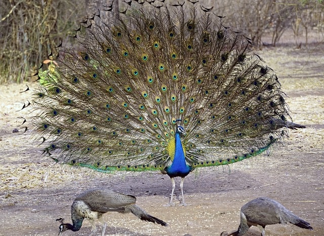 peacock with opened tails