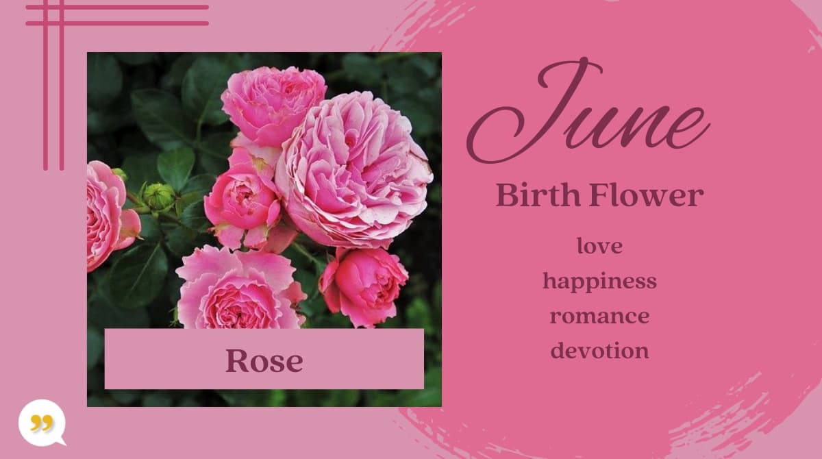 Rose June Birth Month