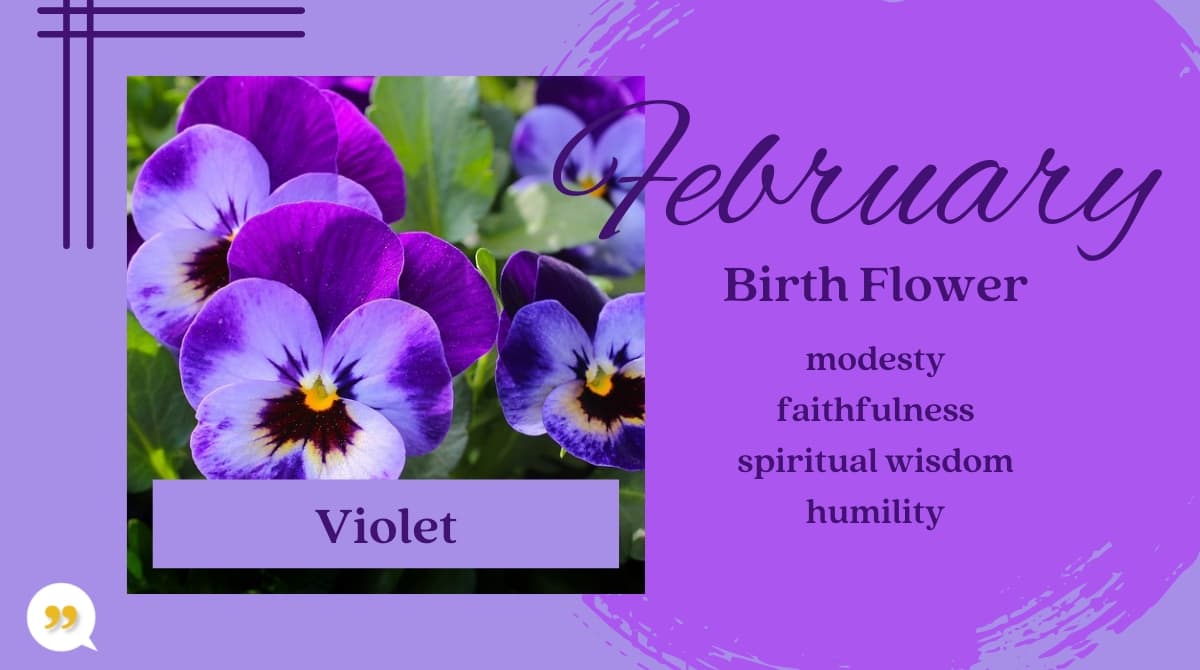 Violet February Birth Month