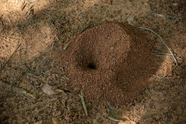 an anthill