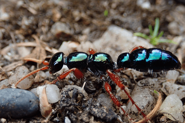 formigas azuis