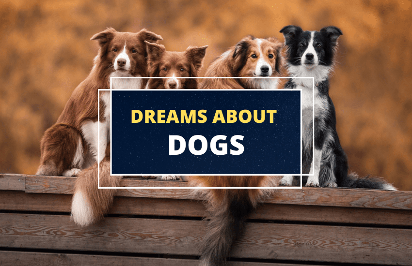 Dogs in Dreams Meaning