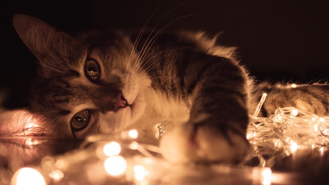 a cat and lights