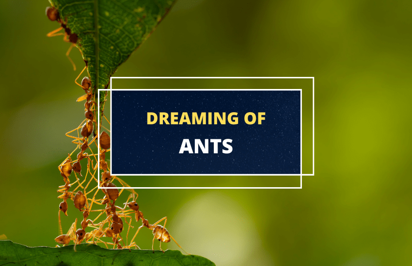 Sonhar com formigas