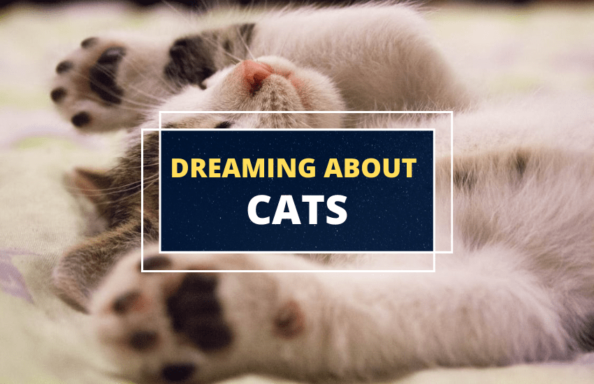 Dreaming About Cats