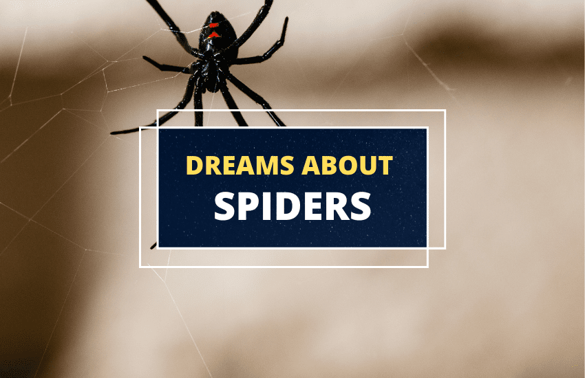 Meaning of Spiders in Dreams