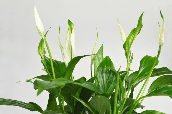 hope peace lily