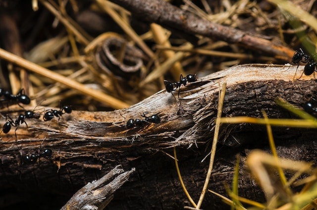 formigas pretas em uma madeira