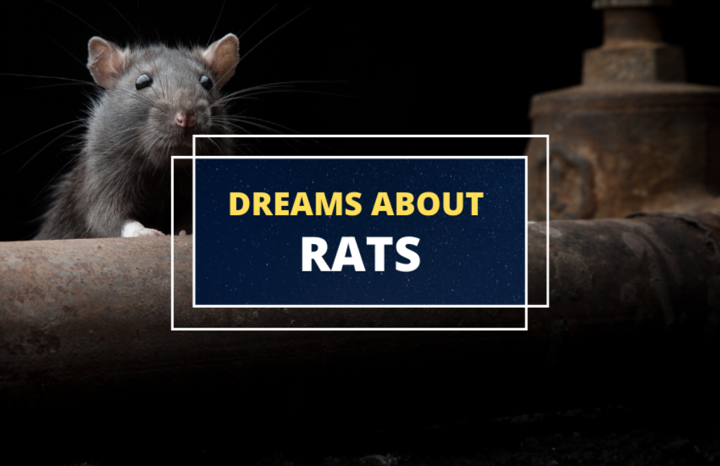 Dreaming of Rats Possible Meanings and Scenarios Symbol Sage