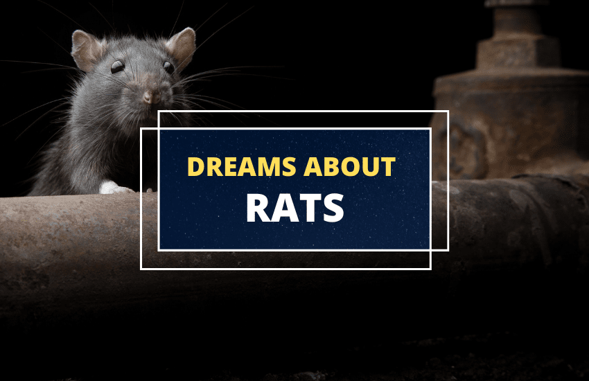 Dreaming of Rats