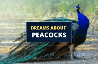Symbolism of the Peacock