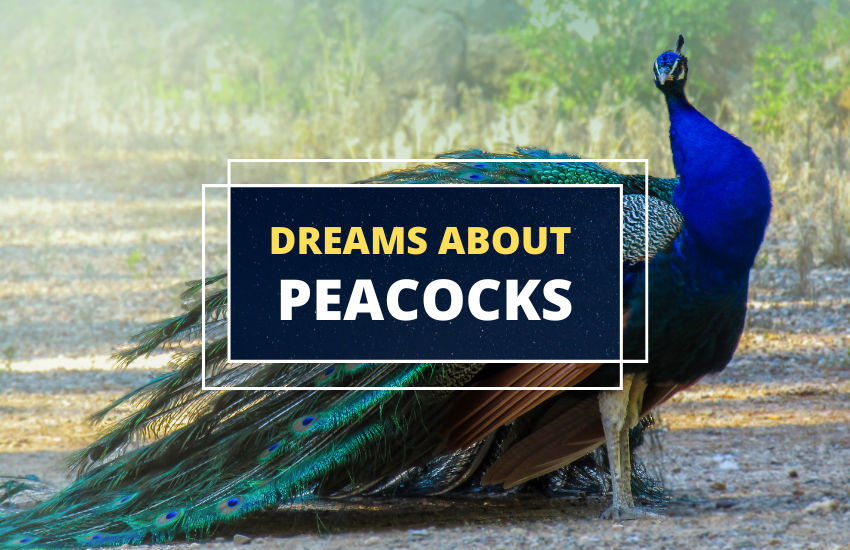 Symbolism of the Peacock