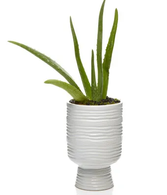 Aloe vera plant