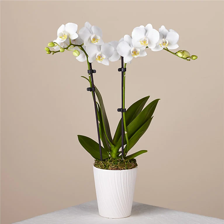 Bliss white orchid