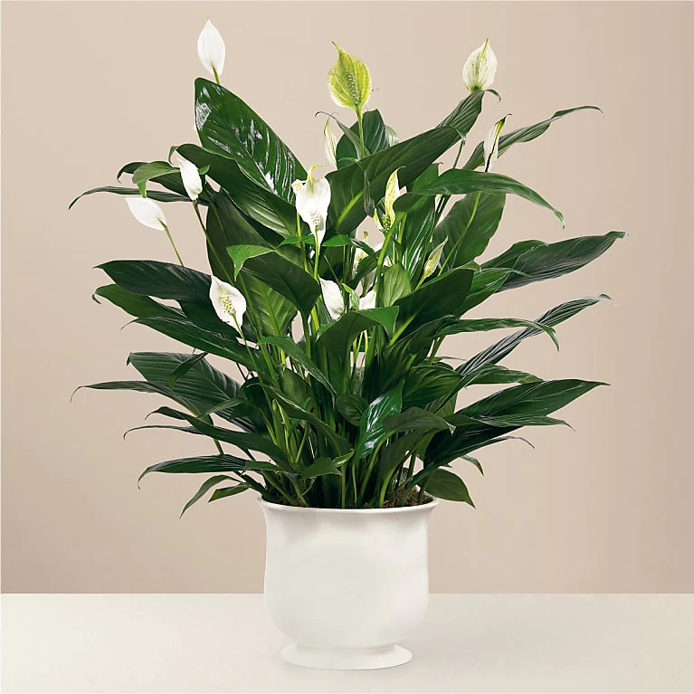 Comfort planter with peace lily