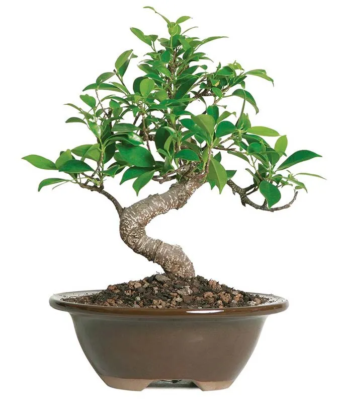 Ficus indoor bonsai