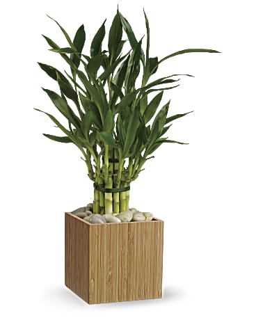 Lucky bamboo in a natural bamboo cube