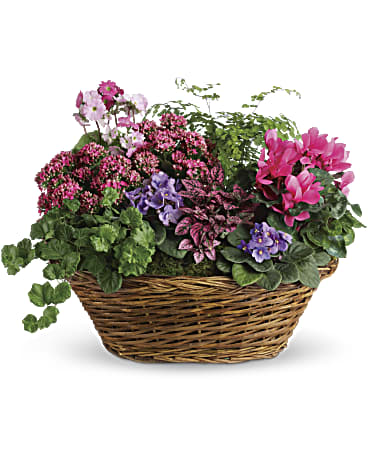 Mixed plant basket with pink primrose