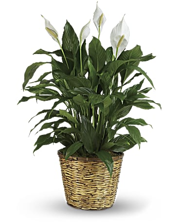 Peace lily in a basket