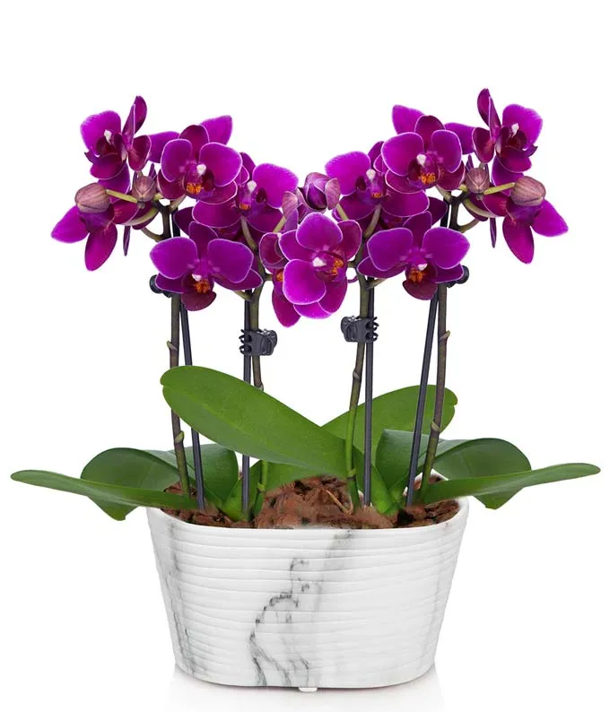 Picturesque purple mini Orchid