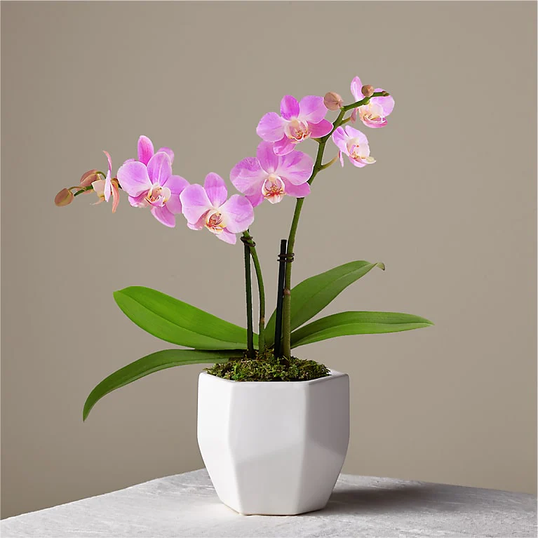 Pink and purple orchids