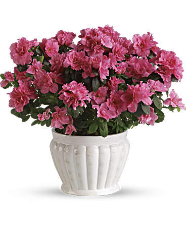 Pink azalea bouquet