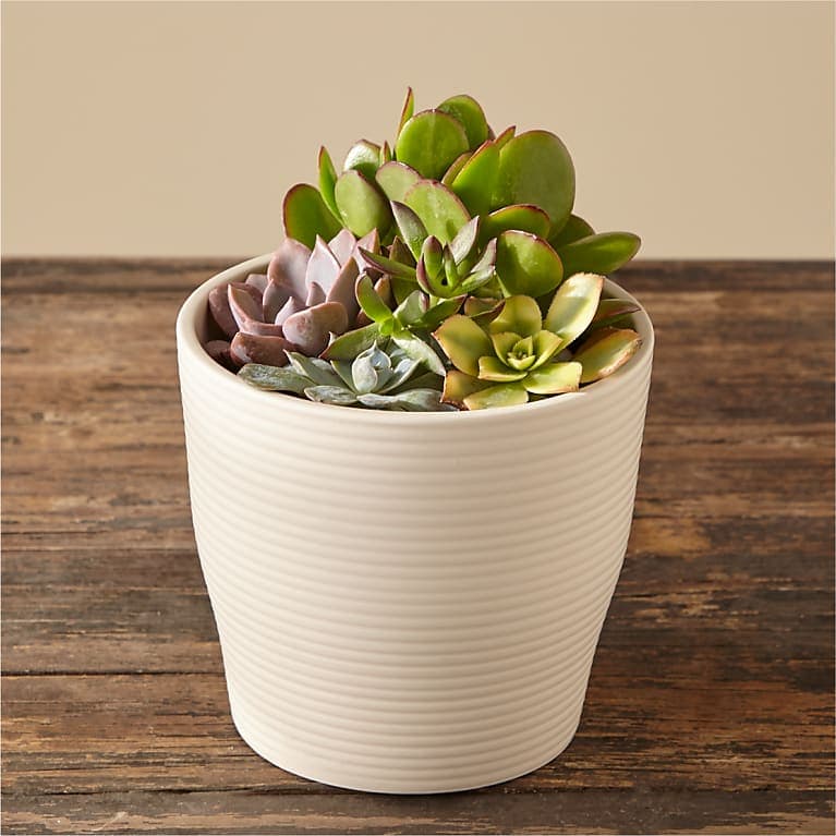 Succulent garden in a ceramic pot