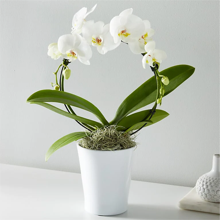 White Hoop Orchid