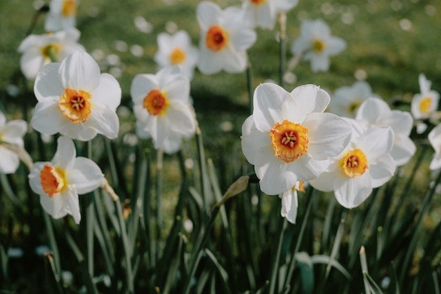 a field of narcissus