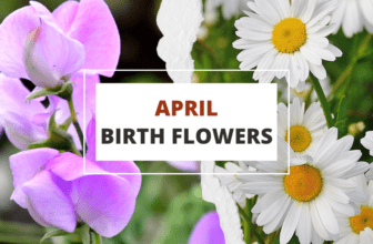 april birth flowers