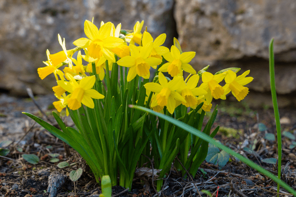 growing daffodils