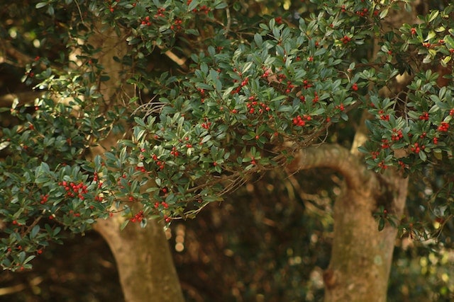 growing holly