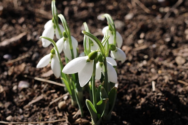 growing snowdrops