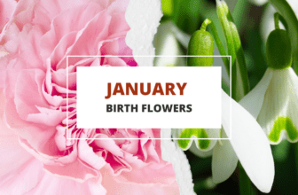 January birth flowers