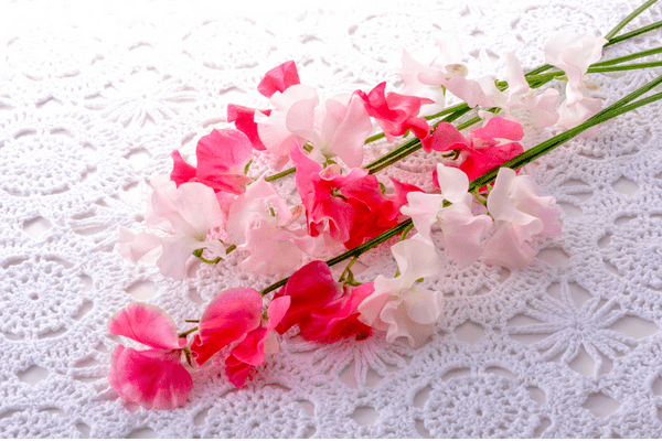 pink and white sweet pea