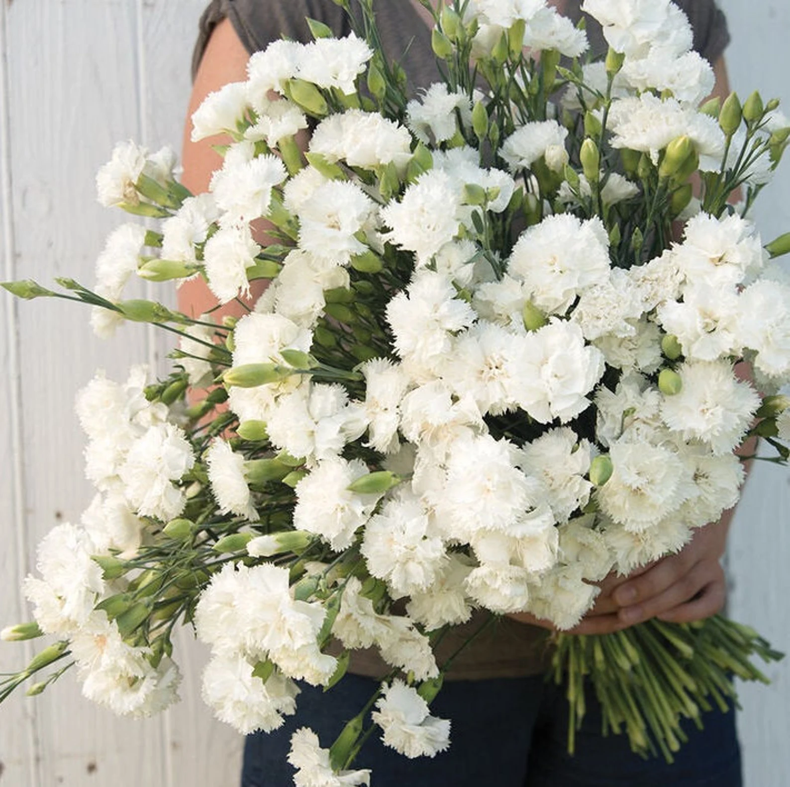 white carnation flowers