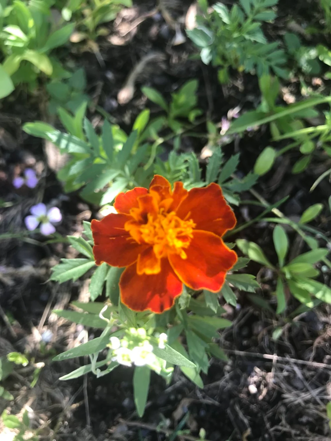 French Marigold Flower Essence