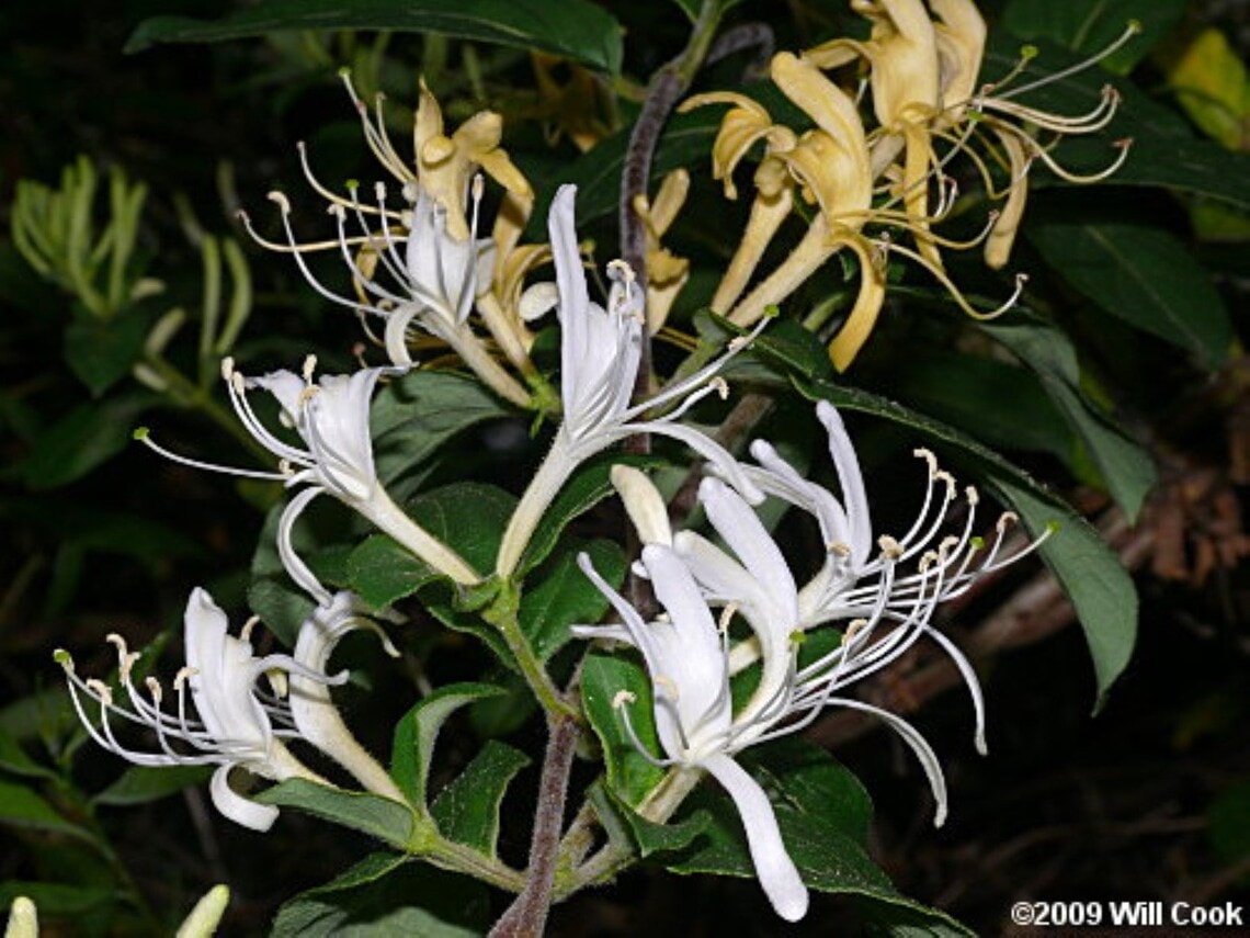 Lonicera japonica plant