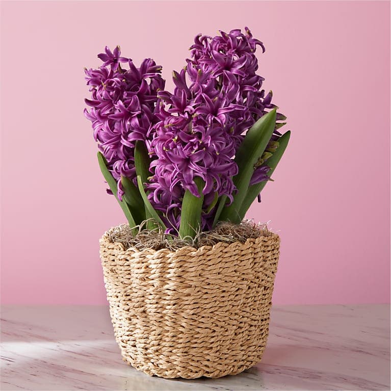 Perfect Purple Hyacinth Bulb Garden
