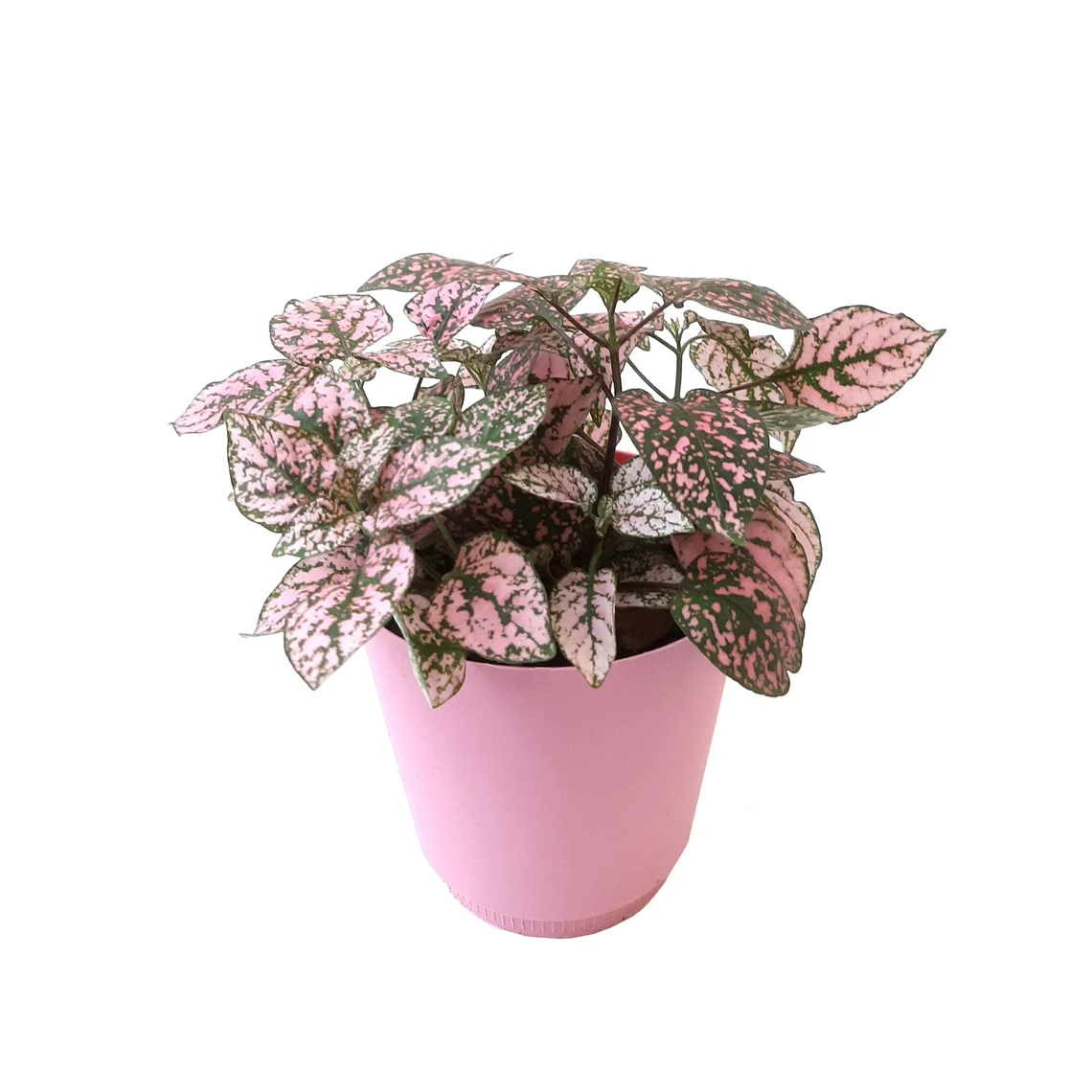 Pink Polka Dot Plant