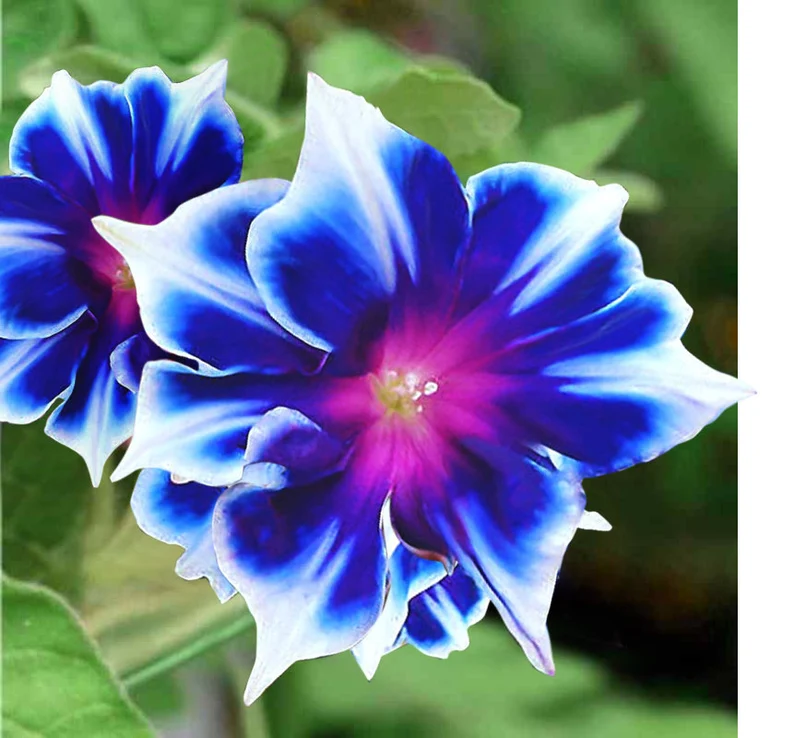 Rare Blue and White Morning Glory