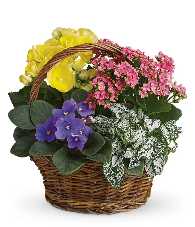 Summer floral basket with violet flower