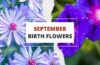september birth flower