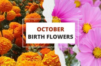 october birth flowers